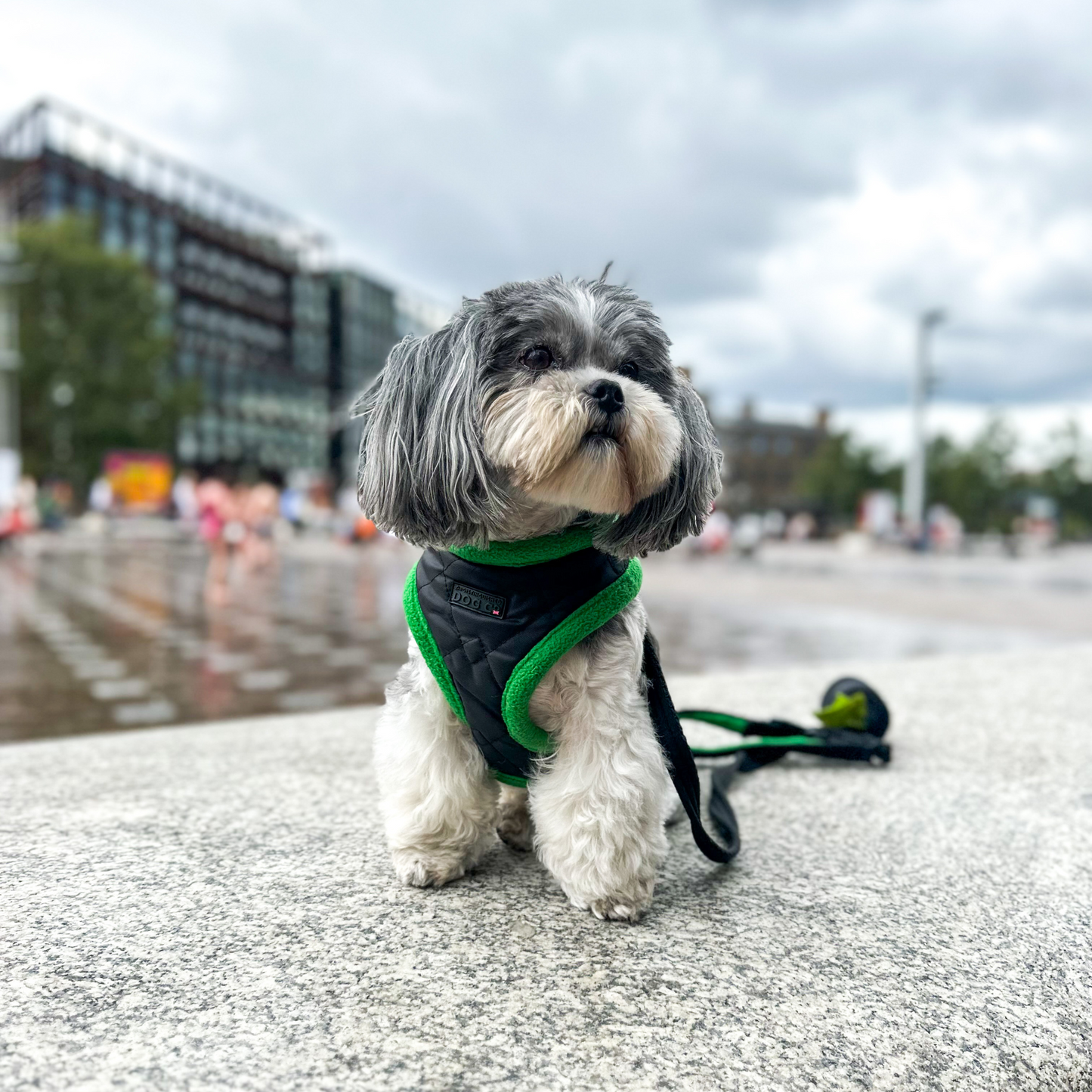 The Dog Harness