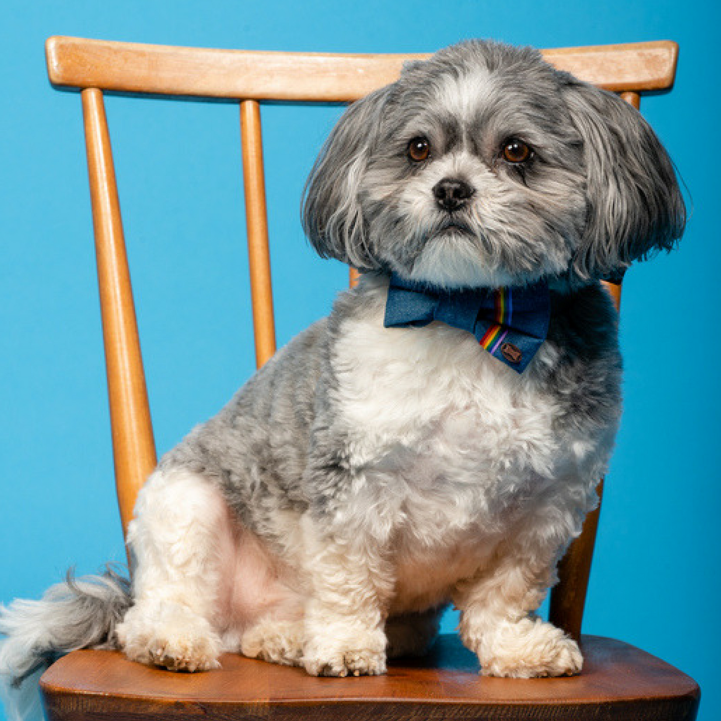 Rainbow denim dog bow tie on Lhasa Apso