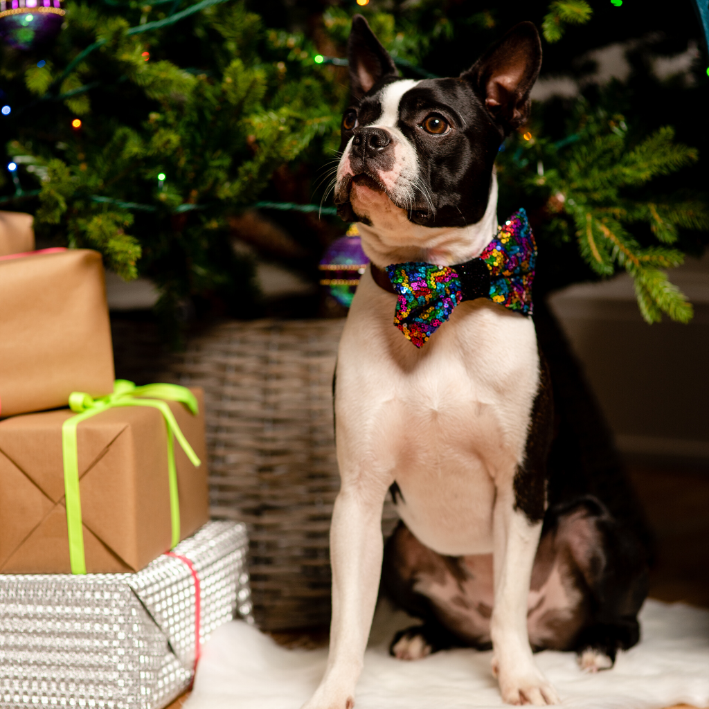 Bette Sequinned Dog Bow Tie | Rainbow