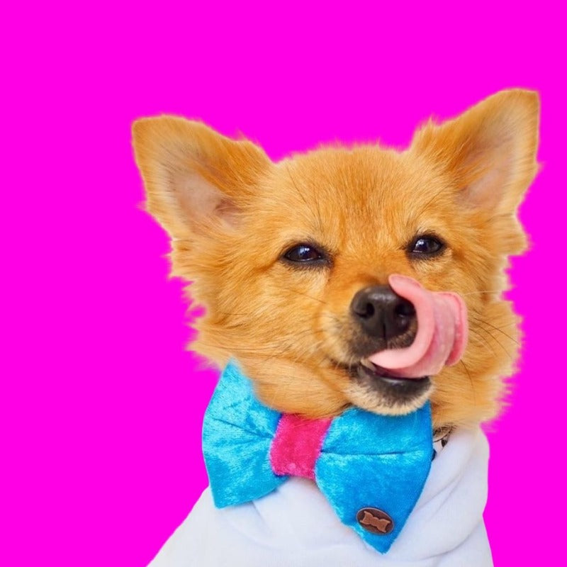 Get Ravey Dog Bow Tie