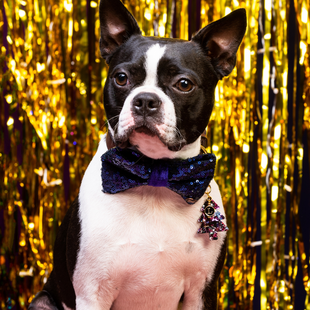 Lola in blue sequin bow tie