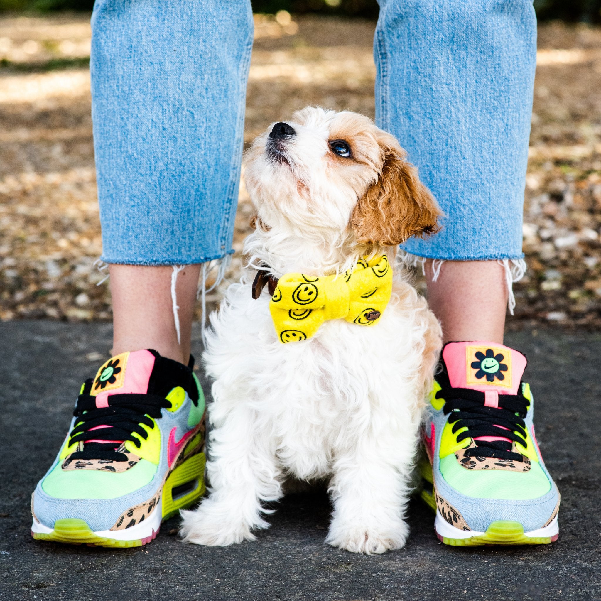 Converse store dog collar