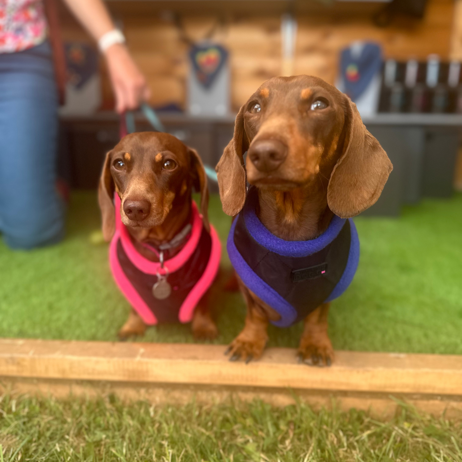 Your perfect puppy 2024 harness