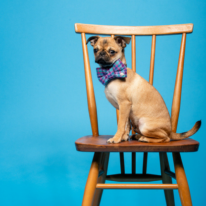 Sabini Tweed Dog Bow Tie on Chug 
