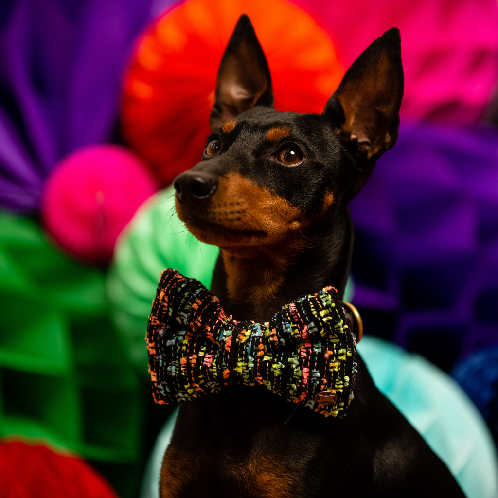 Neon Rainbow Boucle Dog Bow Tie