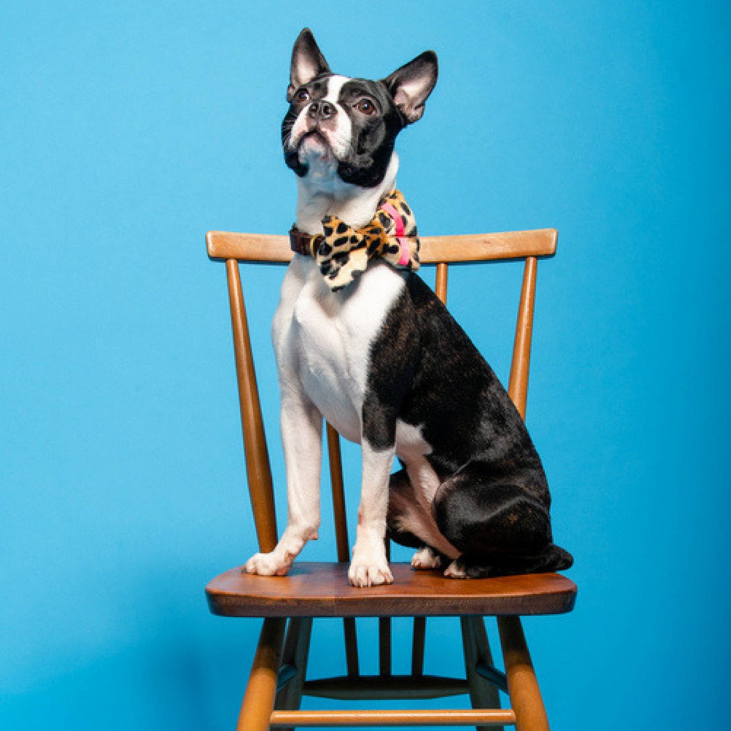Pink neon and leopard print dog bow tie large on Boston terrier