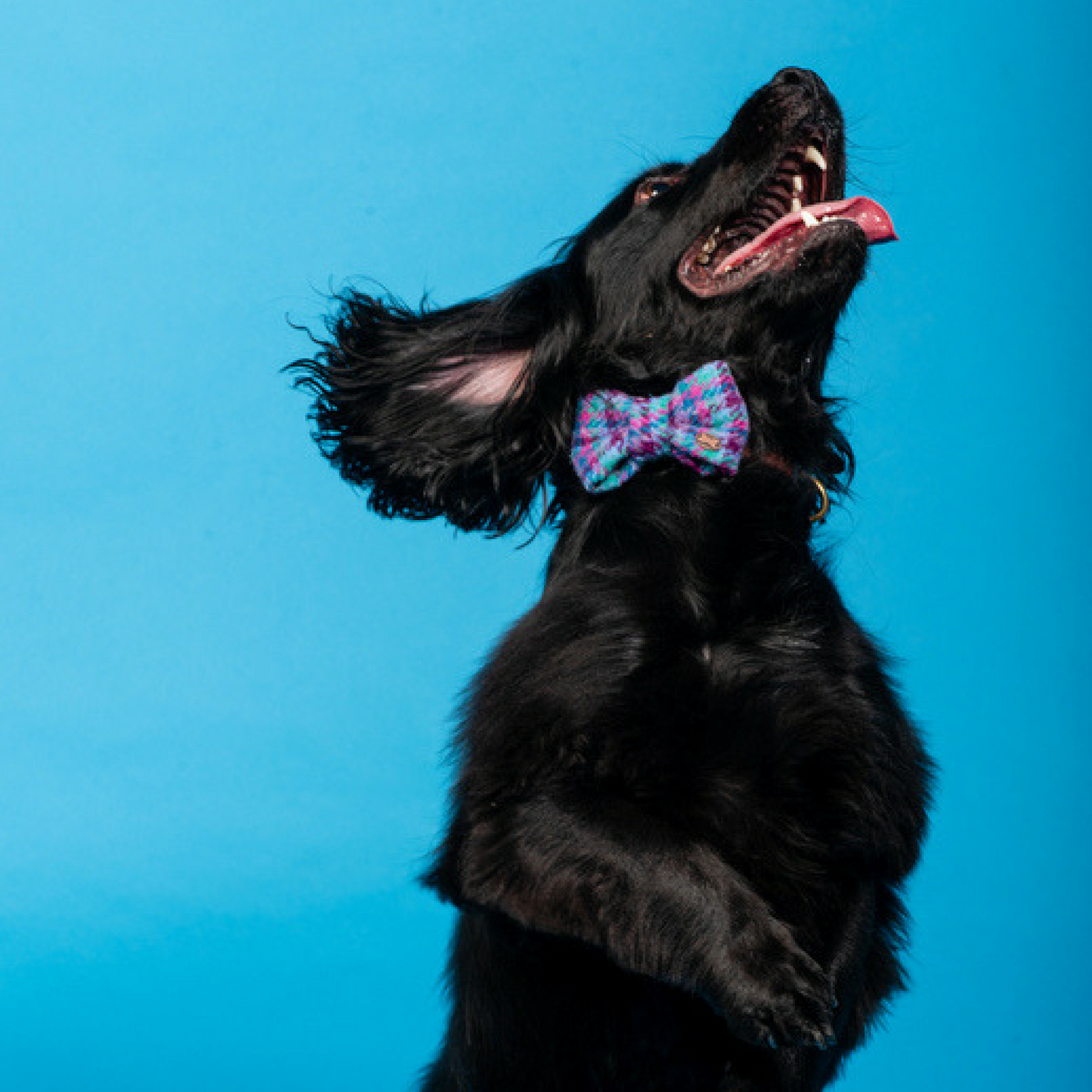 Sabini Harris Tweed Dog Bow Tie on Spaniel 
