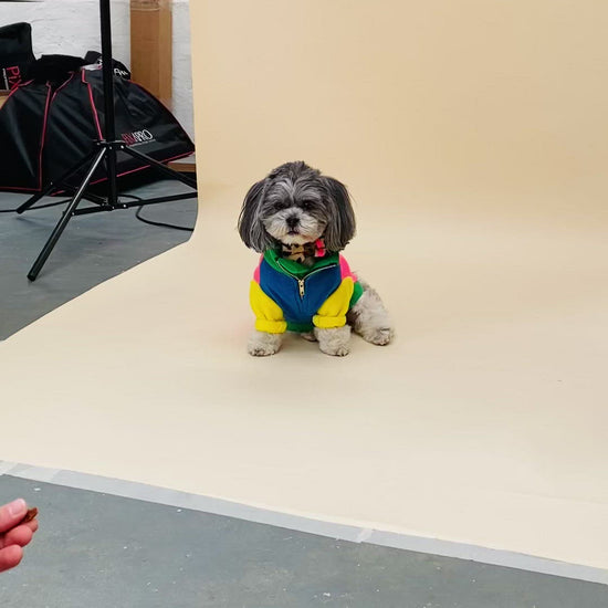 Lhasa Apso dog in the Gatsby Fleece jumper