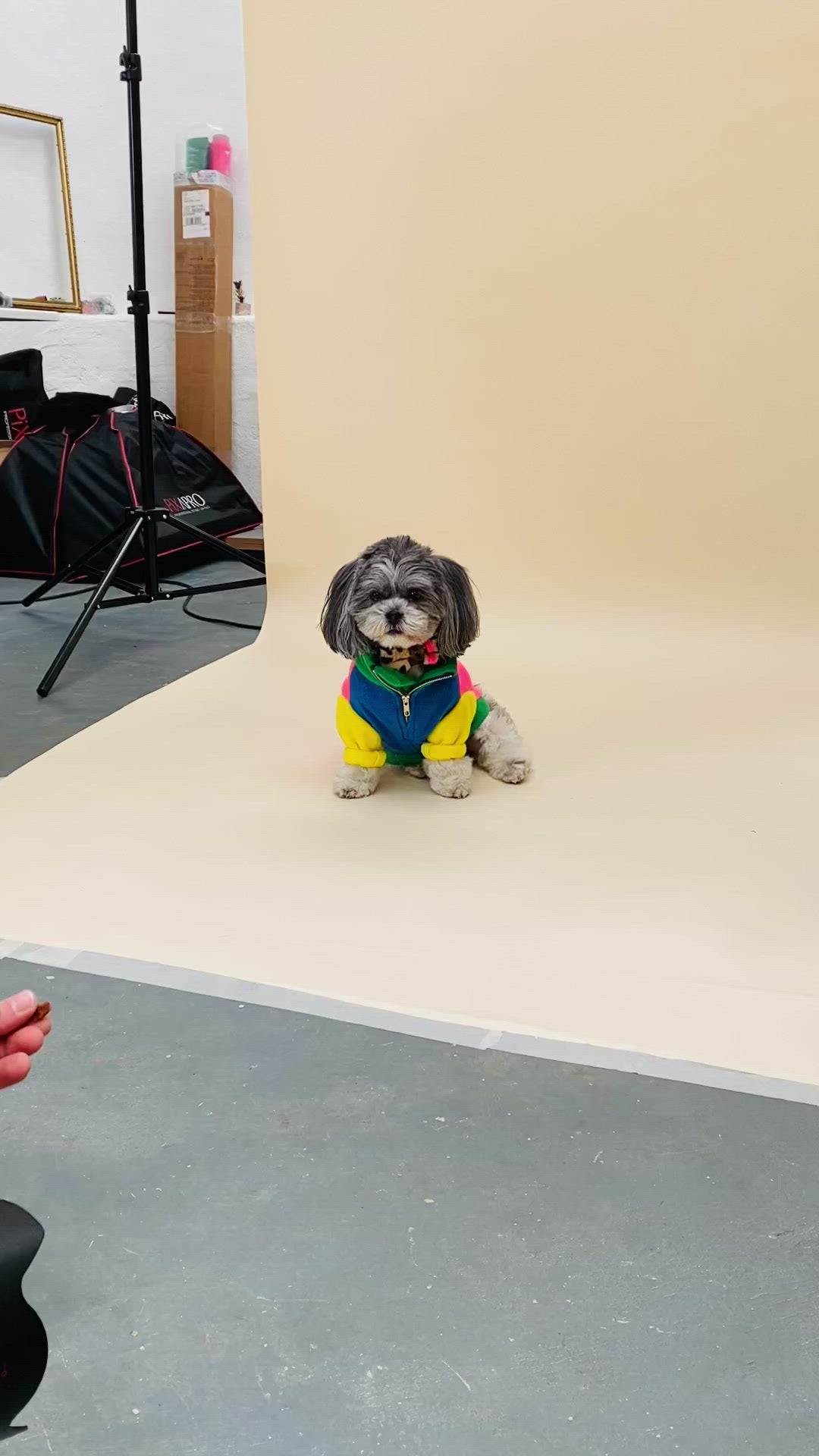 Lhasa Apso dog in the Gatsby Fleece jumper