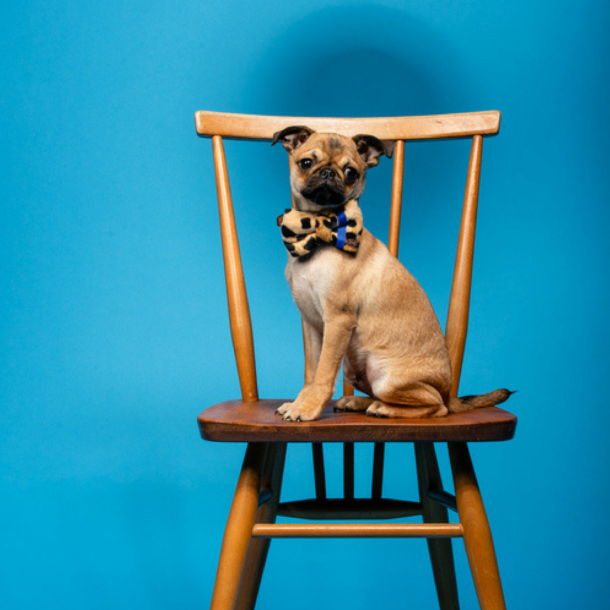 Neon Leopard Dog Bow Tie Faux Fur Blue The Distinguished Dog