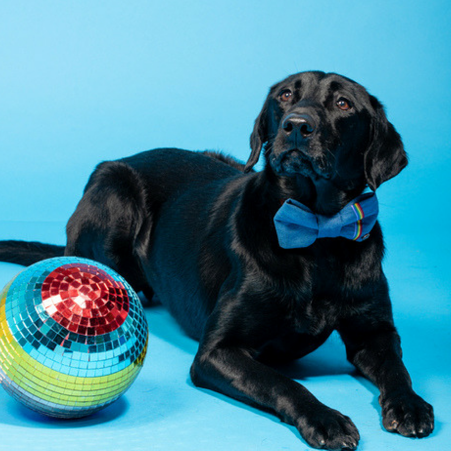 Rainbow denim dog bow tie on Labrador