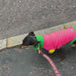 The Gatsby Fleece | Dog Jumper | Multi