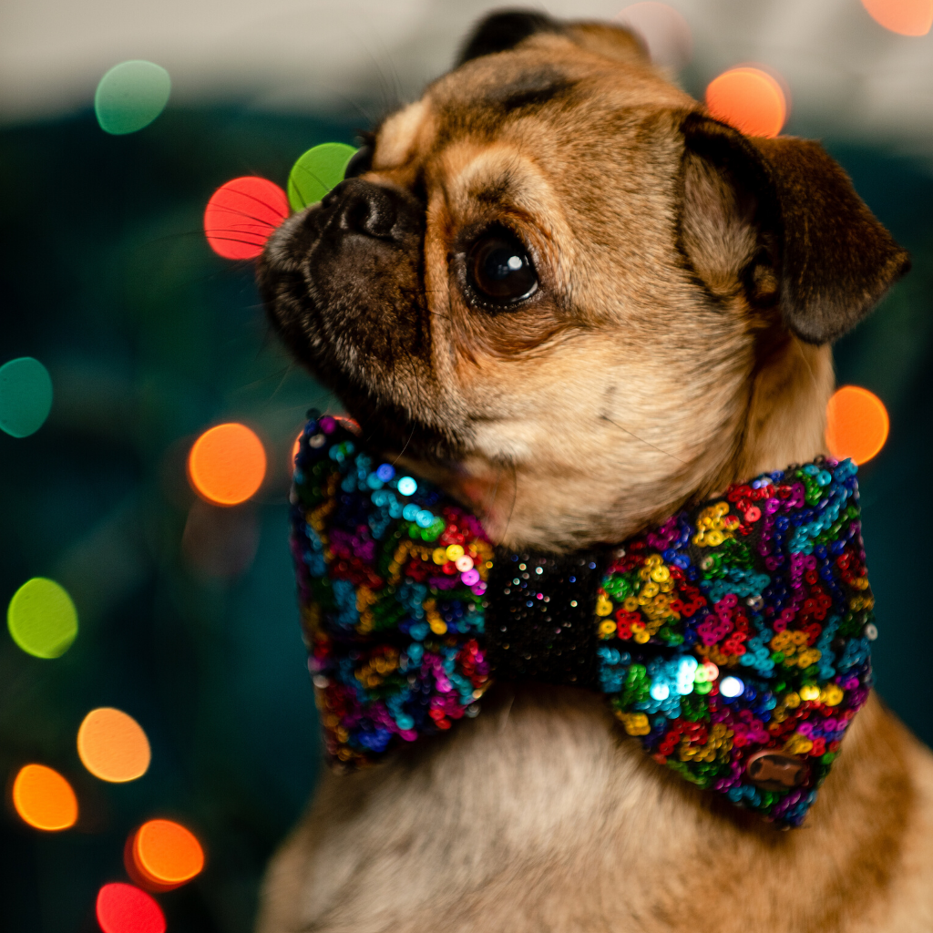 Bette Sequinned Dog Bow Tie | Rainbow
