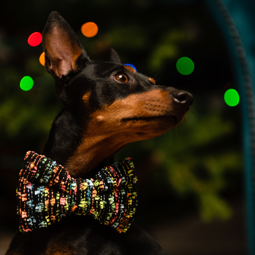 Neon Rainbow Boucle Dog Bow Tie