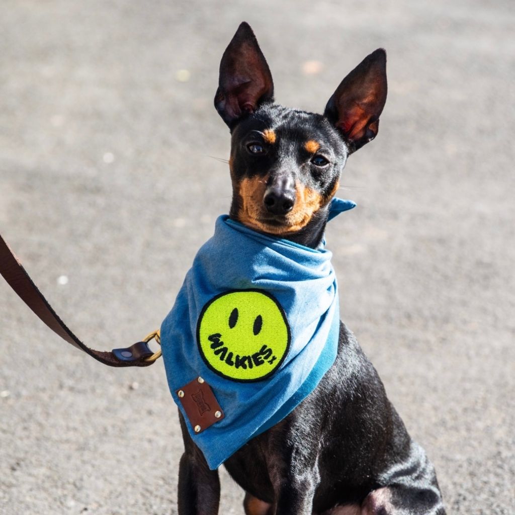 Doggy Smile Denim Dog Bandana | WALKIES