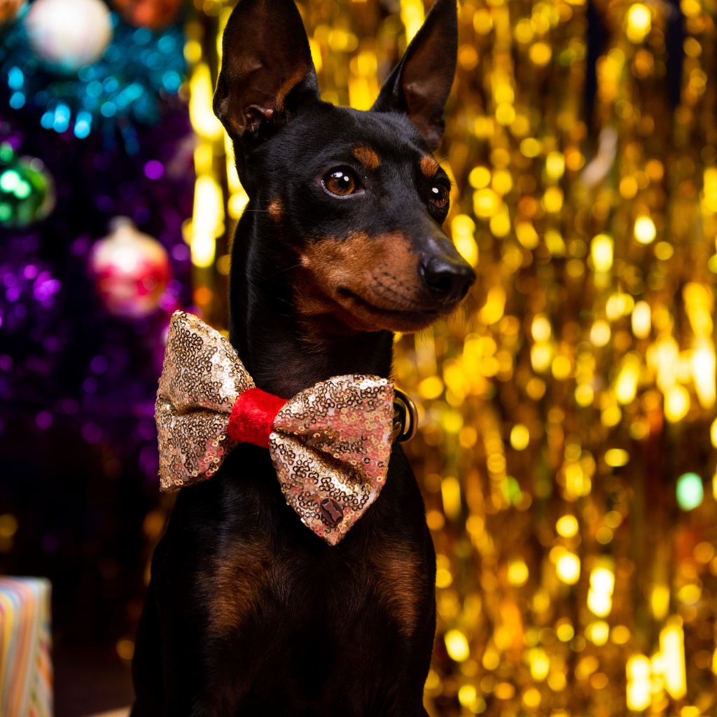 Bette Sequinned Dog Bow Tie | Gold & Red