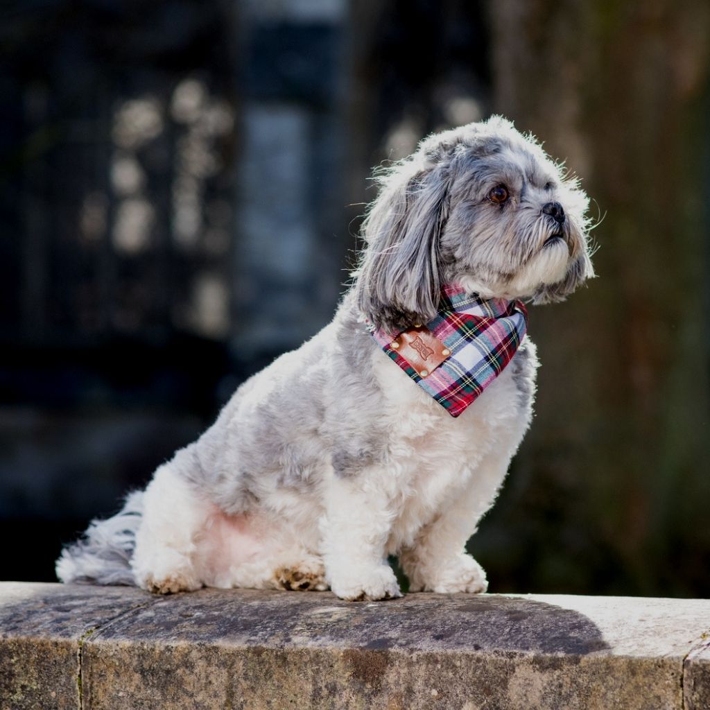 Bloombury Tartan Dog Bandana Neckerchief
