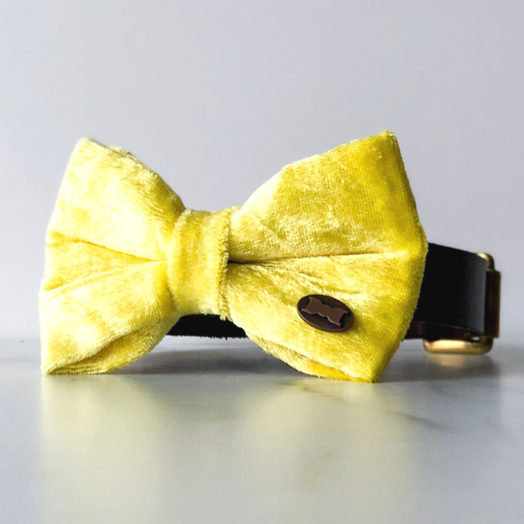 Yellow velvet dog bow tie in small