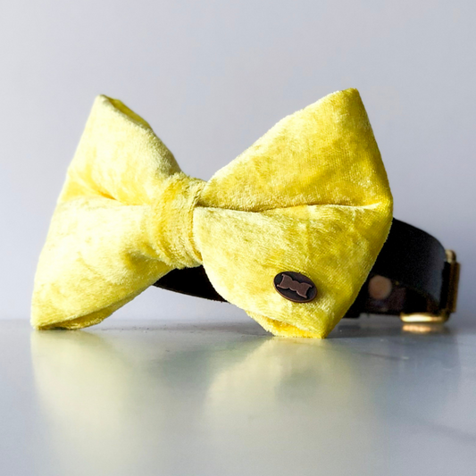 Yellow velvet dog bow tie in large