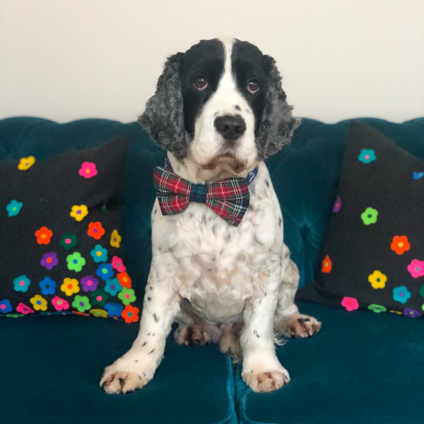 Moray Tartan Dog Bow Tie