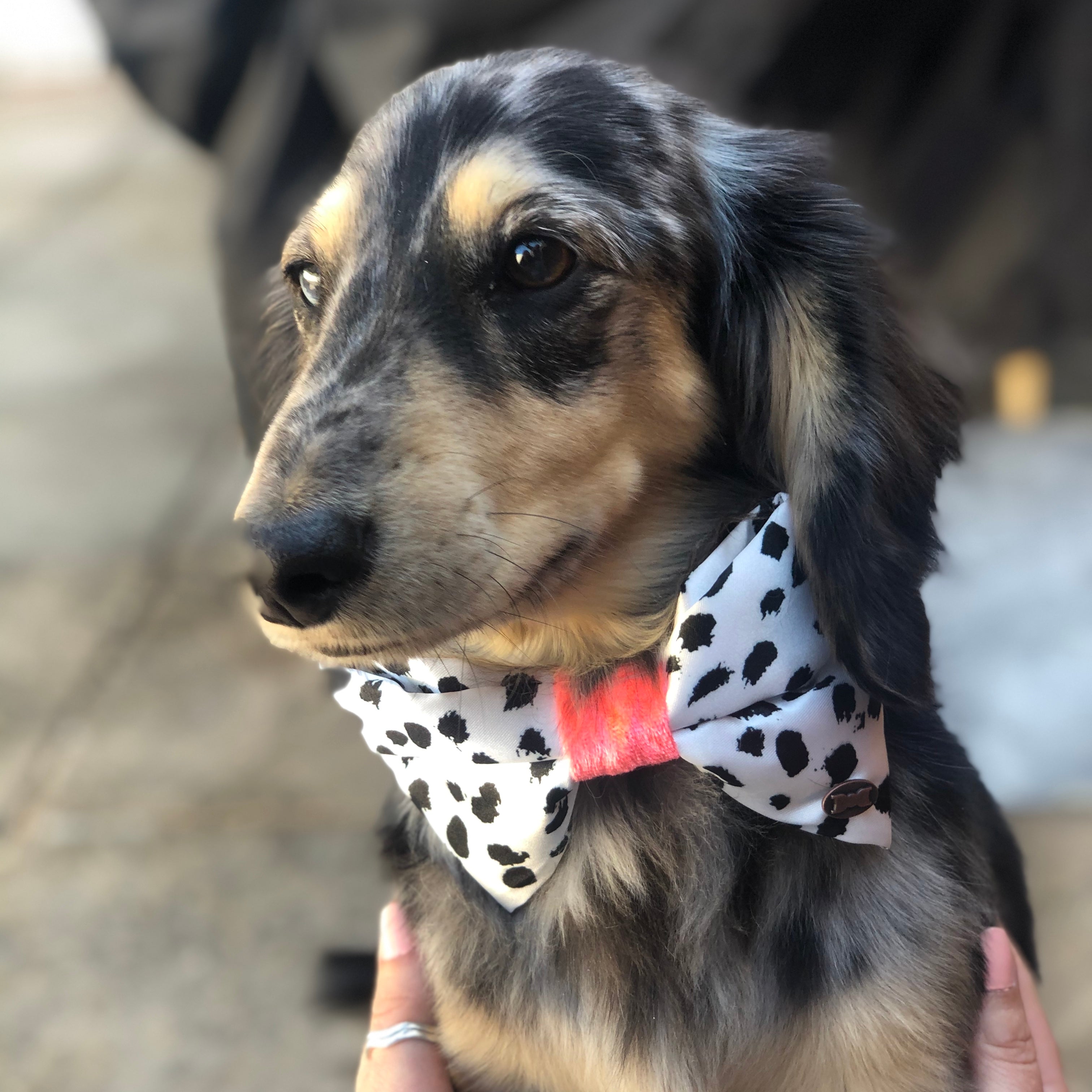 Dog shirt collar store and bow tie