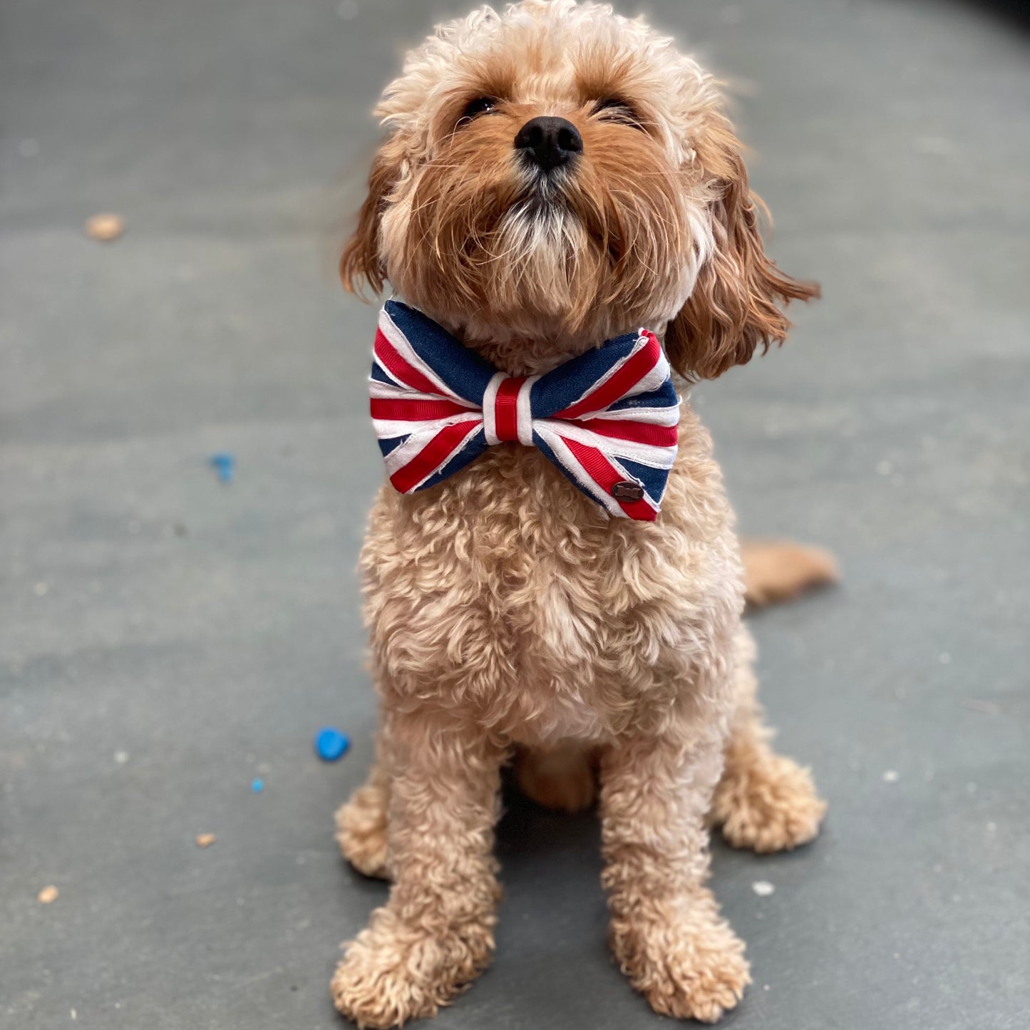 The Union Jack Dog Bow Tie