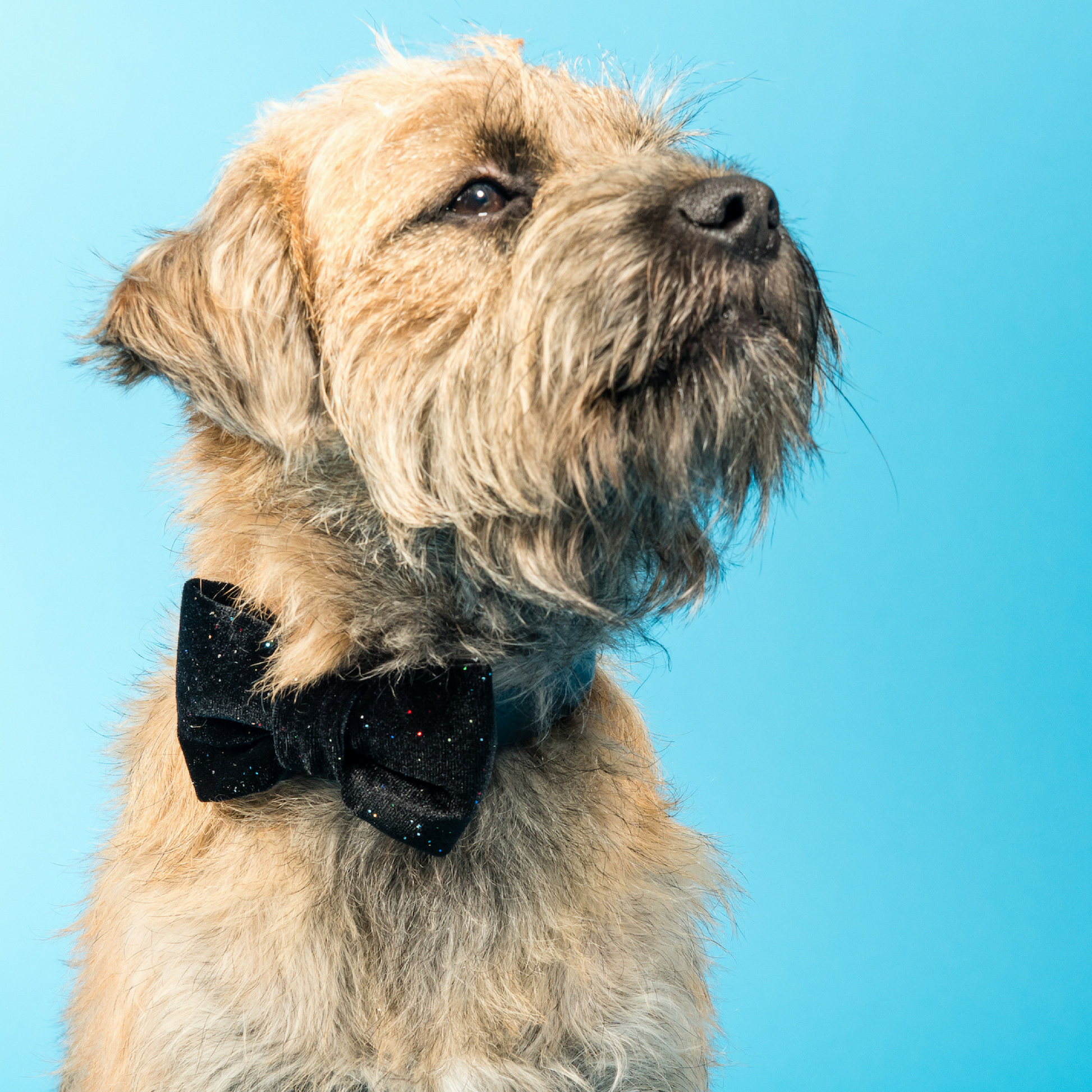 Boarder terrier wearing black velvet and glitter bow tie