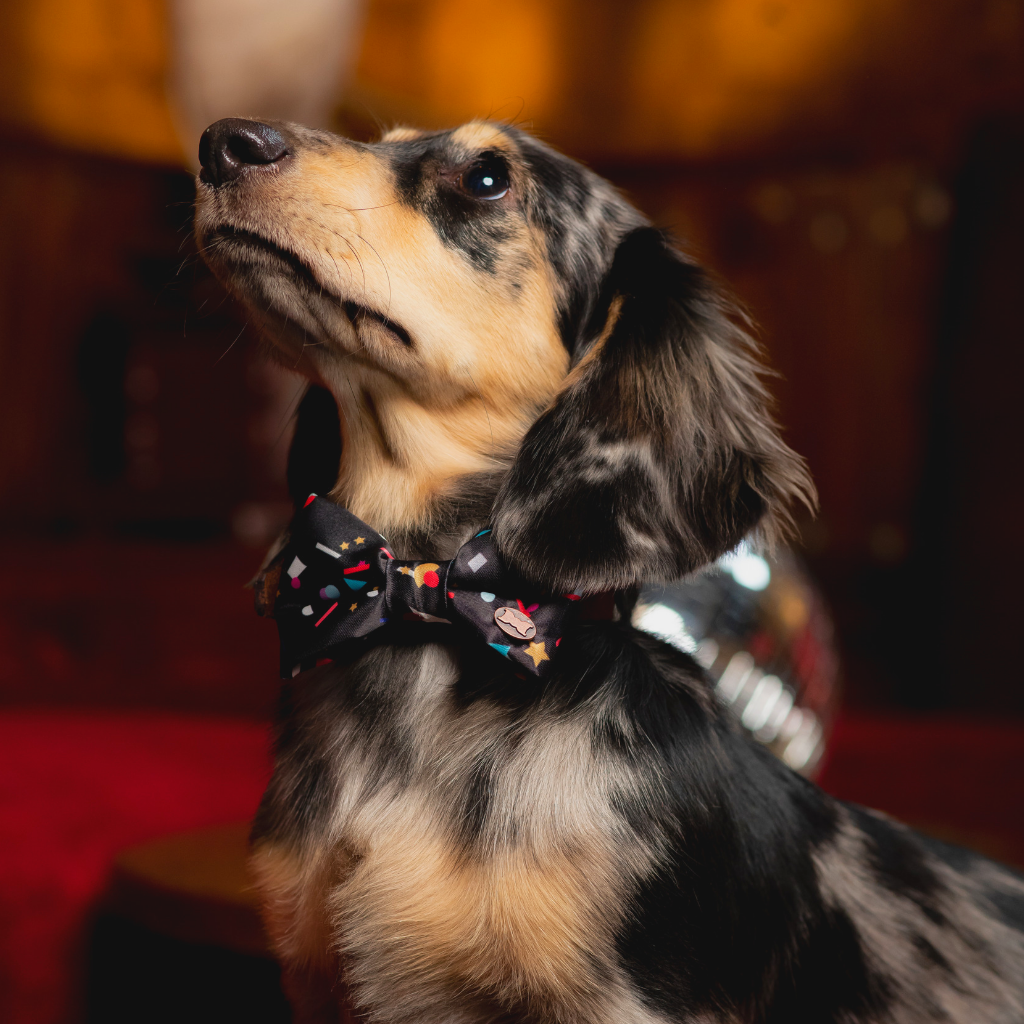 Puppy online bow tie