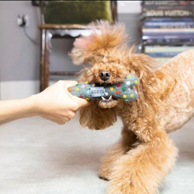 Give the Dog a Bone Toy