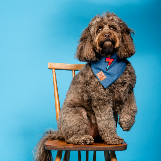 Storm Dog Bandana Neckerchief