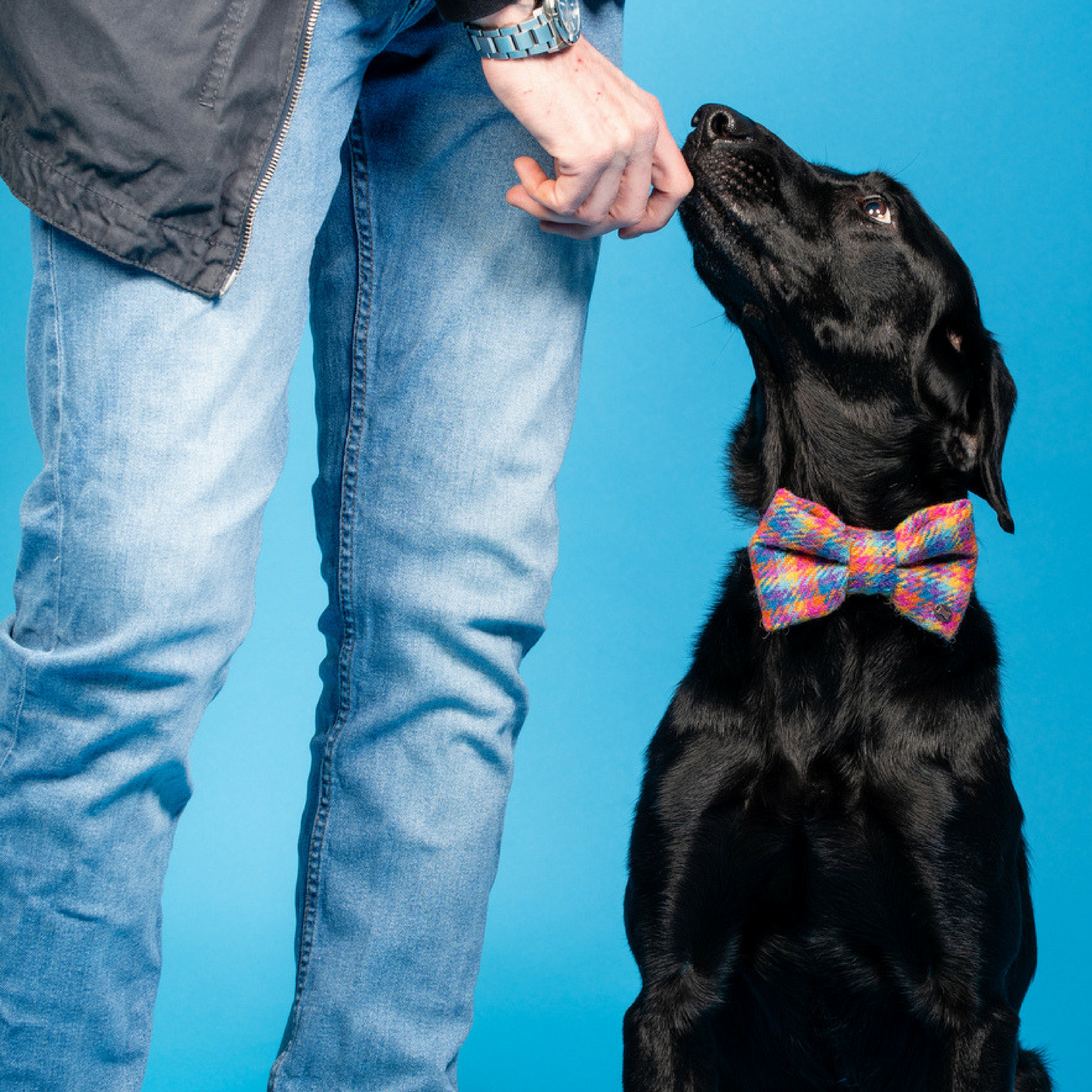 Tandy Rainbow Dog Bow Tie Harris Tweed The Distinguished Dog