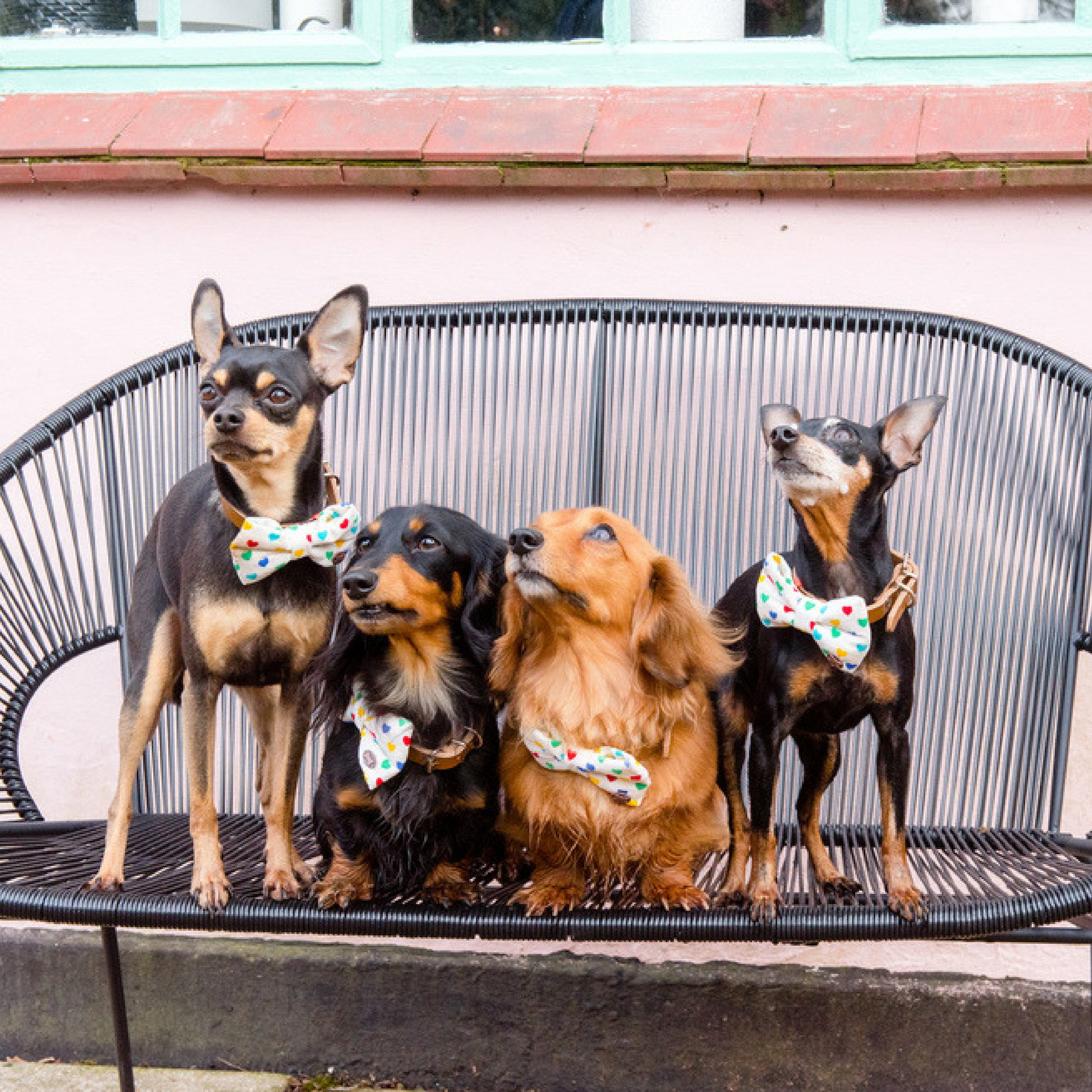 Group of dogs wearing rainbow heart bow ties