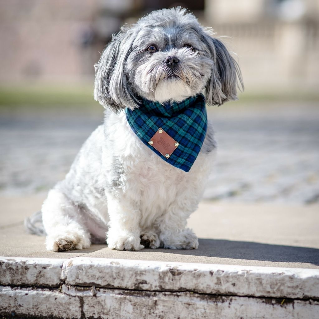 Smithfield Tartan Dog Bandana | Blue & Green