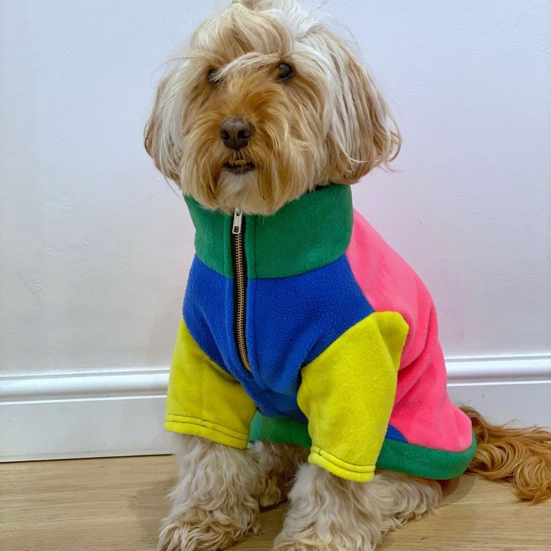 Cockapoo in the Gatsby Fleece dog jumper
