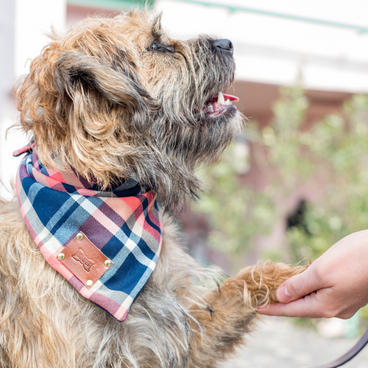 Border Terrier wearing Hercules bandana neckerchief