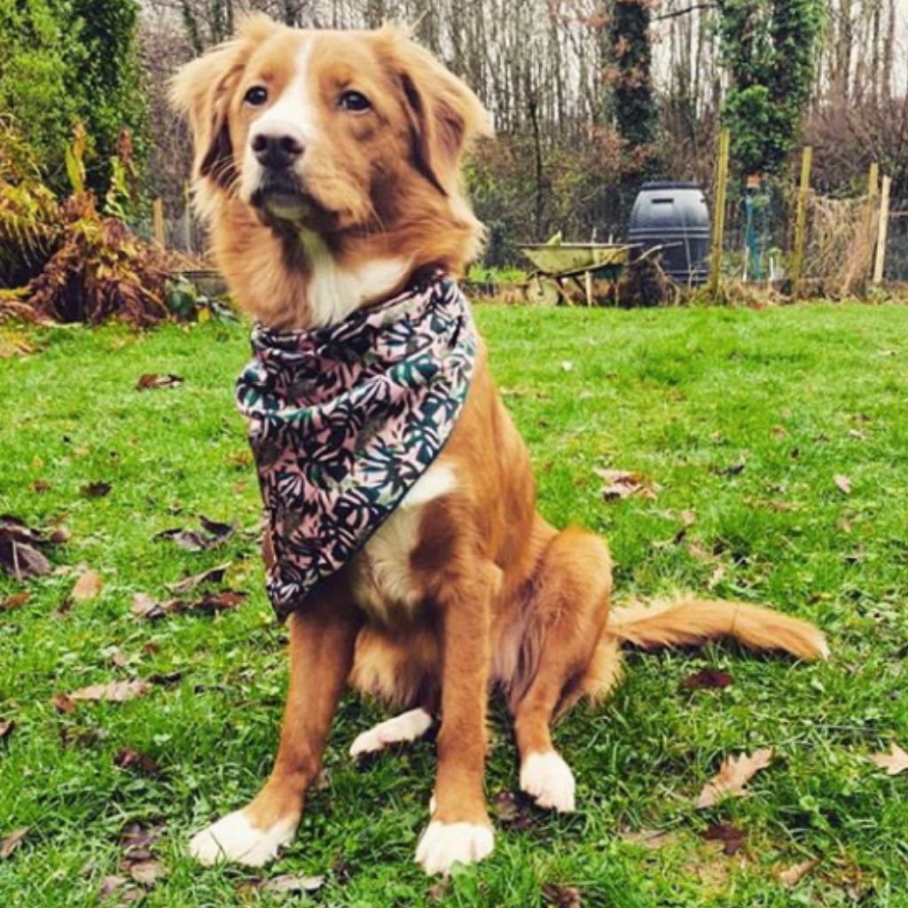 Duck toller wearing palms and cheese neckerchief
