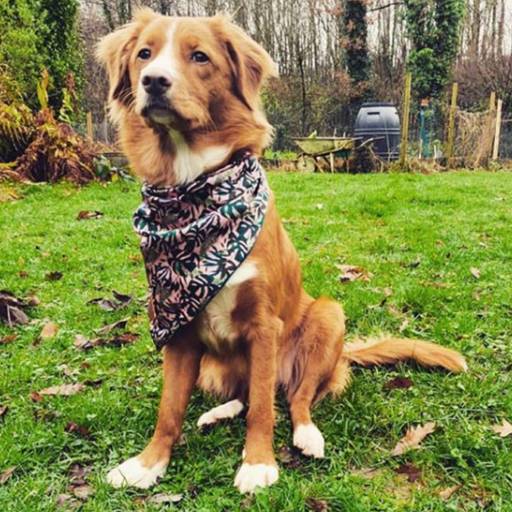 Duck toller wearing palms and cheese neckerchief