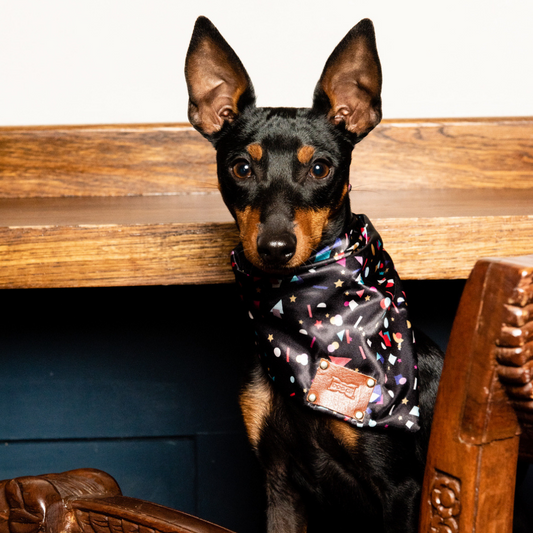 Miniature pincer wearing confetti neckerchief