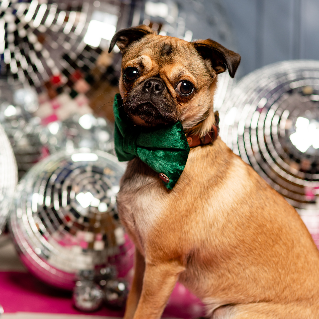 Green velvet dog bow tie on Doug the Chug