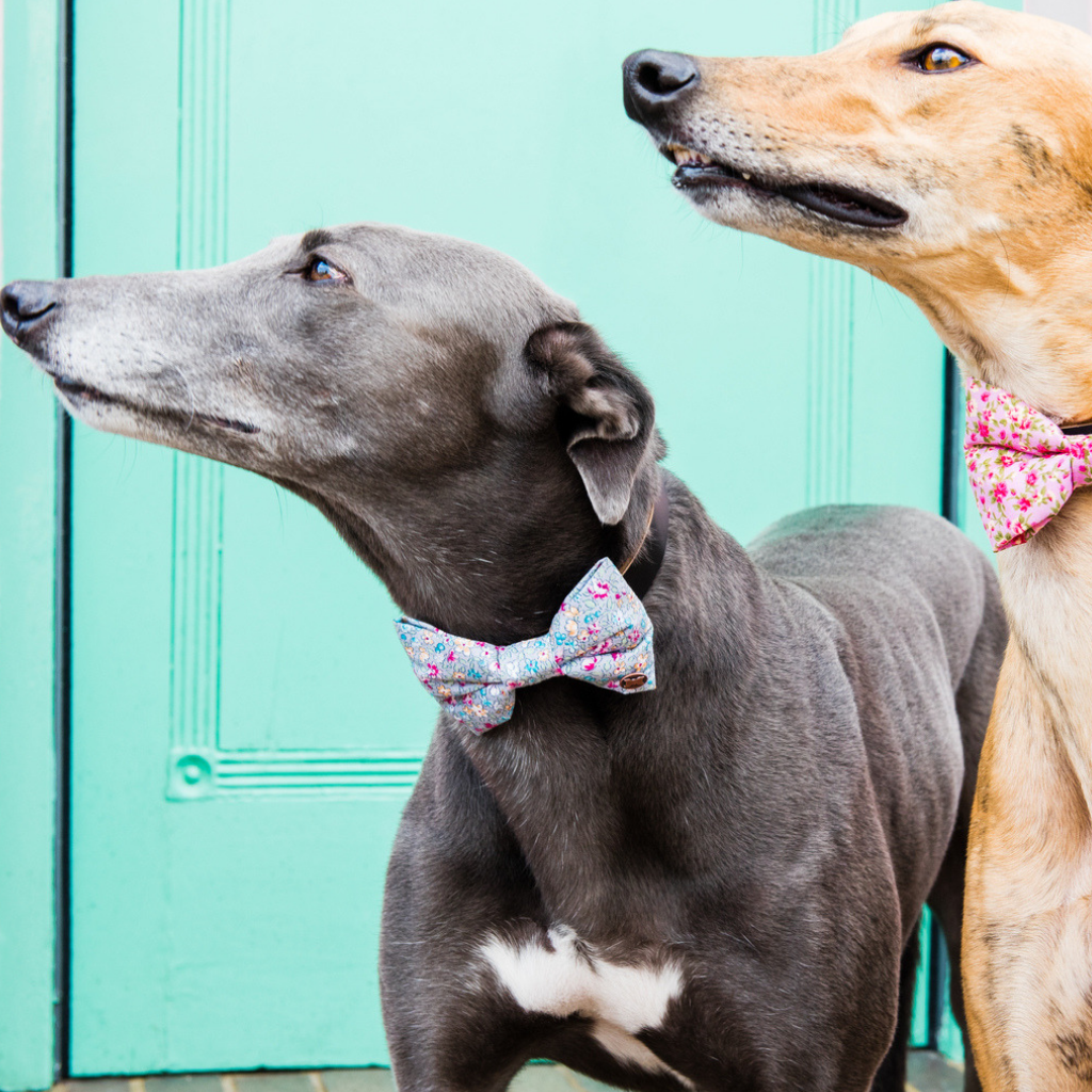 Greyhound wearing grey floral bow tie