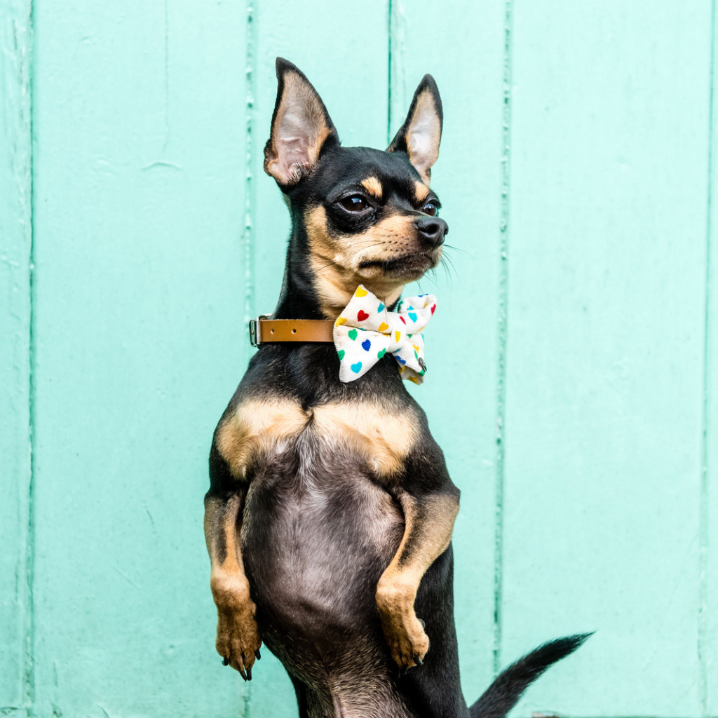 Rainbow heart dog bow tie on a miniature pincer