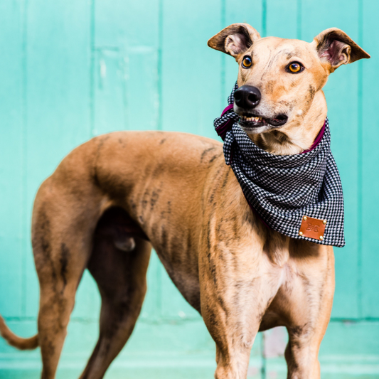 Walton Dog Bandana Neckerchief